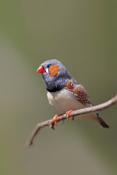 Zebra finch (Taeniopygia guttata), adult on branch, Mount Lofty, South Australia, Australia