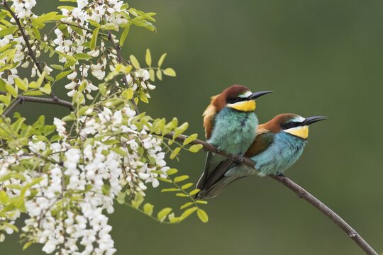 Bee-eaters (Merops apiaster), two birds in flowering Robinia, Rhineland-Palatinate, Germany