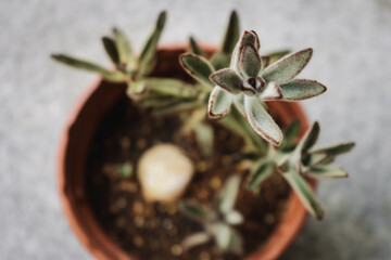 Kalanchoe tomentosa, also known as pussy ears or panda plant, is a succulent native of Madagascar