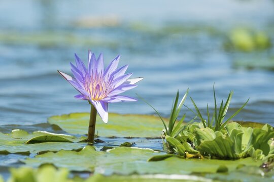 Cape Blue Water Lily (Nymphaea capensis), Mabamba swamps, Lake Victoria, Uganda