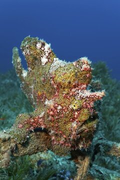 Painted frogfish (Antennarius pictus), Red Sea seagrass meadow, Aqaba, Kingdom of Jordan