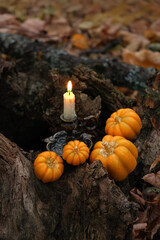 decorative pumpkins and burning candle in autumn forest, dark nature backdrop. fall season...