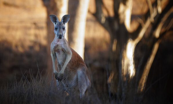 Fototapeta Red Kangaroo