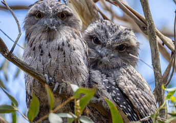 Tawny Frogmouth