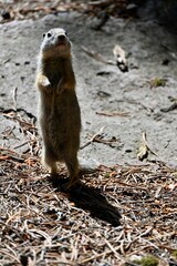 Richardson's ground squirrel