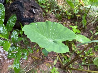 Drops of water clinging to vibrant green leaves.