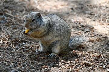 Richardson's ground squirrel