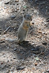 Richardson's ground squirrel