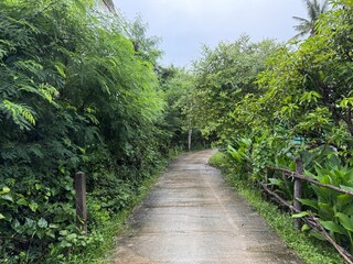 Drops of water clinging to vibrant green leaves.