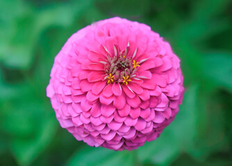 Zinnia large red flower