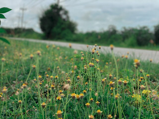 A charming orange tabby cat with striking amber eyes, soft fur, and playful personality, captured in a natural pose that showcases its curiosity and adorable features. 