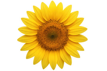 Fototapeta premium Bright sunflower blooming with transparent background
