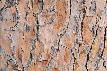 Tree trunk with a rough, textured bark