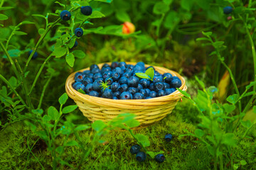 Fresh blueberries in a wicker basket in the wild forest. Still life with berries.