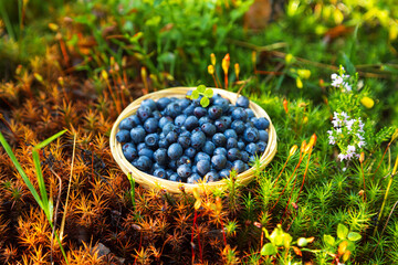 Fresh blueberries in a wicker basket in the wild forest. Still life with berries.