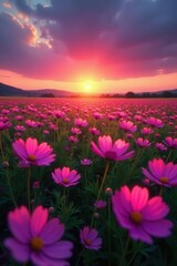 Hundreds of pink cosmos illuminate a field as the sun dips below the horizon , beauty, blossom