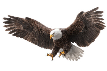 Fototapeta premium Front View of Bald Eagle in Mid-Descent with Fully Spread Wings, Isolated on Transparent Background