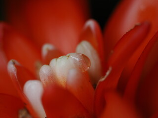 花の水滴をマクロ撮影した写真