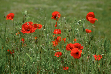 red poppies in the field. remembrance or armistice day on 11 of november. dark clouds on the sky.