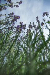 lavender from bottom to top. Blooming purple lavender flowers in the garden. Natural background. vertical frame