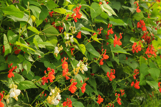 fire red beans , Turkish beans , climbing beans bloom. Phaseolus coccineus. background. Flowering runner beans, Phaseolus coccineus, in the garden