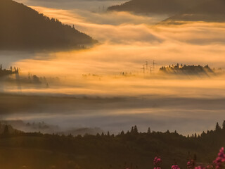 Obraz premium A serene misty sunrise bathes forested hills in golden light, with silhouettes of trees and power lines creating a tranquil yet modern landscape, ideal for nature and energy-themed projects.