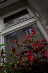 Close-up of blooming garden flowers in natural light, showcasing delicate petals and vibrant colors. Artistic botanical photography with a soft blurred background