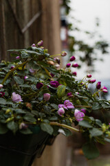 Close-up of blooming garden flowers in natural light, showcasing delicate petals and vibrant colors. Artistic botanical photography with a soft blurred background