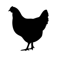 Chicken silhouette vector image for farm animals poultry livestock and agriculture design needs