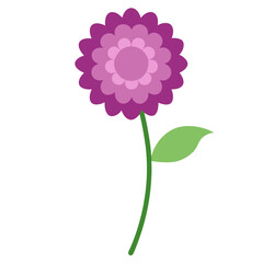 pink carnation flower