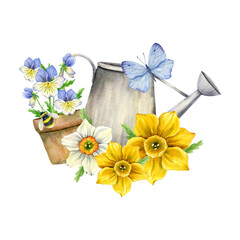 A composition with garden flowers, daffodils, pansies and a watering can. Bright watercolor illustration for postcards, prints, posters.