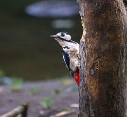 Great Spotted Woodpecker on Tree Trunk