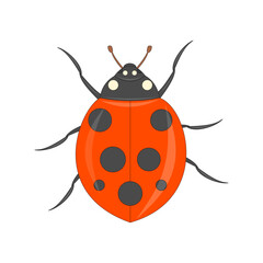 ladybug. beetle. insect. animal theme. vector illustration.
