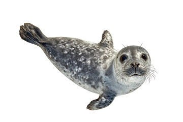 Top Down View of Playful Baby Seal with Wet Fur Transparent Background