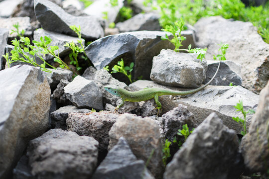 Green lizard on rocky terrain at Emerald Lake in Racos, Romania