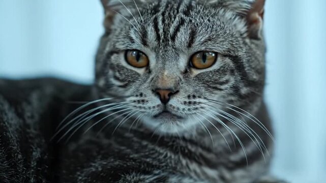 Close-up of a beautiful gray tabby cat with striking amber eyes and long white whiskers looking intently against a soft blue background Perfect for pet animal 