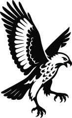 Hawk in flight black and white bird silhouette, Soaring hawk with wings spread vector