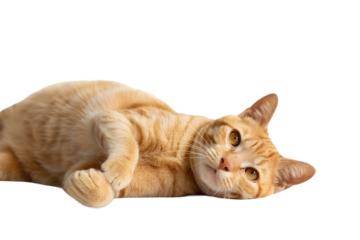 Adorable ginger tabby cat relaxing playfully, looking curious with expressive amber eyes, perfect for charming pet content