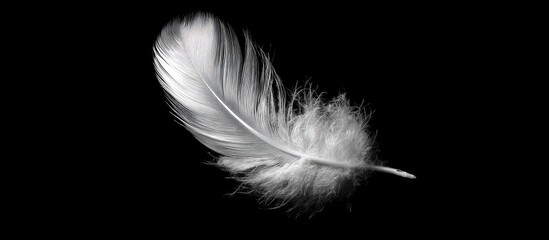 A single white feather against a black background