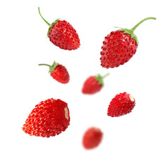 Fresh ripe wild strawberries in air against white background