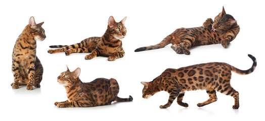 Bengal cat on white background, set of photos. Cute pet
