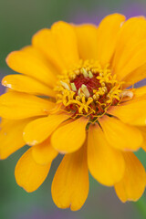 Vertical image of a yellow zinnia flower.
