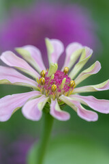 Fototapeta premium Vertical image of a light pink zinnia in bloom