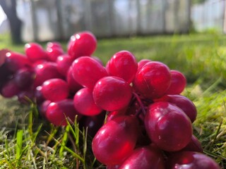 fresh pink grapes with water droplets visible on them. healthy eating concept