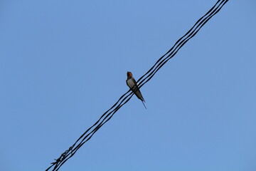 電線のつばめ
