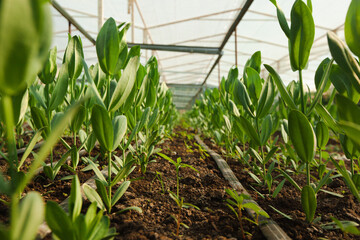 Green seedlings thriving in a greenhouse with sunlight filtering through translucent panels