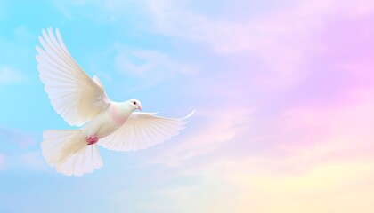 A white dove in flight against a pastel sky
