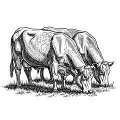 Engraving style cows grazing farm animal art