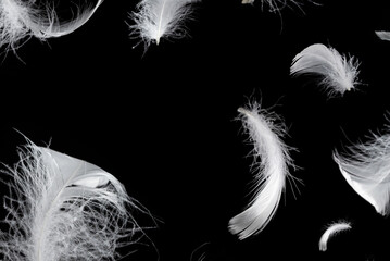 Obraz premium White feather isolated on a black background.