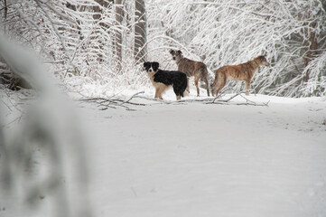 A trio of dogs standing in a beautiful snow-covered forest. The dogs are captured in a moment of...